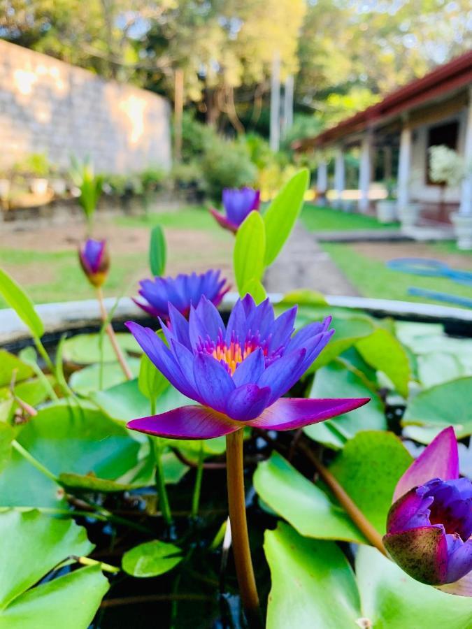 Lal Home Stay Sigiriya Eksteriør bilde